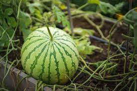 It offers perfect drainage, protection from pests, and easy access to crops. Raised Fruits Veggies Garden Tips Kellogg Garden Organics
