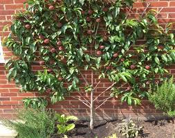 They are easy to train. Growing Peaches On Walls Espalier Fruit Trees The Tree Center