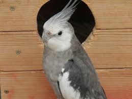 Oakwoods are available in two distinct options, including red oak and white oak. Cockatiel Nest Breeding Boxes Everything You Need To Know Petsgetstarted
