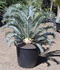 Image result for Encephalartos senticosus