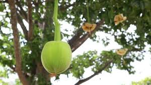 It is also roasted and used as a coffee substitute 303 . Adansonia Stock Video Footage 4k And Hd Video Clips Shutterstock