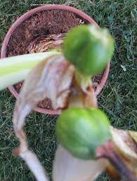 Amaryllis Ritterstern Giesskanne At