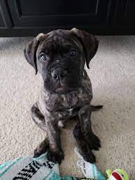 Brindle Bullmastiff Puppy Bullmastiff Puppies Brindle Bullmastiff Bull Mastiff
