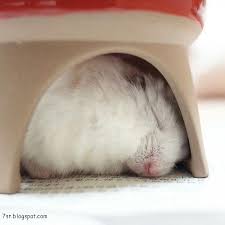 صور هامستر معلومات وانواع الهامستر Animals Hamster Pictures