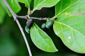 Image result for Afroligusticum