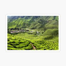 Promosi cameron highlands resort jimat sehingga 80% tempah di agoda! Cameron Highlands Tea Plantation Poster By Okanaganphoto Redbubble