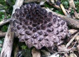 Image result for Strobilomyces strobilaceus