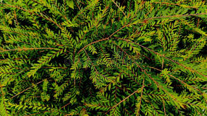 Image result for Phyllanthus paxii