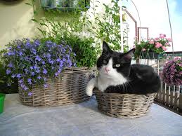 Duygu Gokmen Tarafindan Cats Panosundaki Hayvan Resimleri Goruntusu Kedi Hayvan