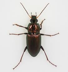 Image result for Poecilostachys