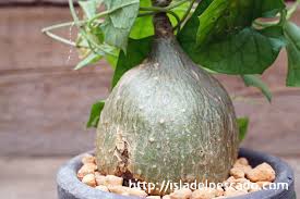 Image result for Gerrardanthus lobatus