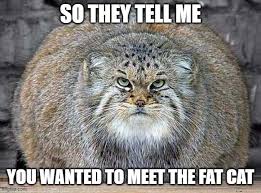 Funny grumpy cat memes clean becomeawag com. Cats Fat Cats Memes Gifs Imgflip