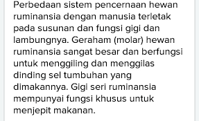 Sebutkan Perbedaan Yang Terjadi Pada Sistem Pencernaan Manusia Dengan Hewan Ruminansia Brainly Co Id