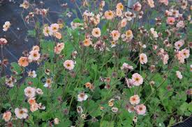 Geum are clump forming, long flowering pretty plants. Geum Mai Tai Nelkenwurz