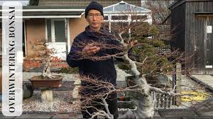 Block spot appears as dark spots on the leaves of the bonsai tree. Why Your Bonsai Has Yellow Leaves In Winter Youtube
