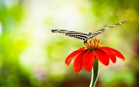We did not find results for: Red Butterfly Wallpapers 69 Background Pictures