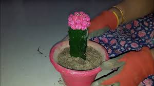 And it's worth following anubis' suggestion with the broken. Moon Cactus Care And Propagation How To Grow And Care Moon Cactus Moon Cactus Youtube