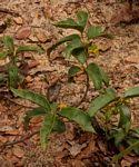 Image result for Vangueria ferruginea