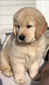 Here at eden golden retrievers we delight in producing excellent and beautiful english cream golden retrievers. 47 Adorable Golden Retriever Mix Breeds Doggyp 47 Adorable Golden Retriever Mix Breeds Doggypedia Da B Puppies Baby Dogs Cute Puppies
