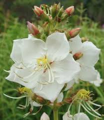 Image result for Dissotis pulchra