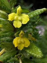 Image result for Hedbergia