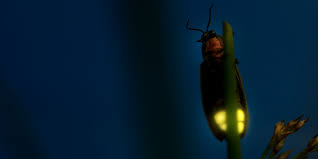 Fireflies in Utah: A Guide to Observing Nature's Light Show | Swaner  EcoCenter | USU