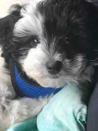 Havanese breeders in north dakota below is a list of havanese breeders in north dakota havanese puppies for sale nd. Ten Oaks Doodles Testimonials