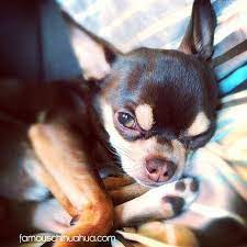 Ras anjing kecil bisa dipilih, lo. Chiuahua Chihuahua Binatang Lucu Anak Anjing Lucu