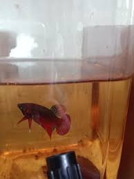Orang sanggup beli sebab kecantikan ikan tu walaupun harganya mahal. B Splen Pilt Page Ikan Laga Liar Betta Cantik Terengganu Facebook