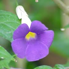 Image result for Thunbergia erecta