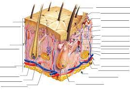 How many colors are there in the human rainbow? A Human Body Skin Structure Quiz Proprofs Quiz