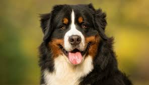 The greater swiss mountain dog, the entlebucher sennenhund and the appenzeller sennenhund are the other three members of the mountain dog family. Bernese Mountain Dog Photos Thriftyfun