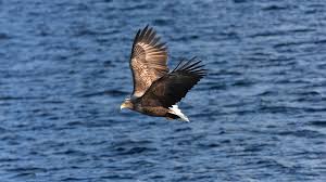 浪滔滔 民宿) a combination of accommodation and tour package, this one is run by a family. Eagle Feeding Tours Kuala Selangor Visit Selangor