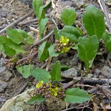 Image result for Rorippa