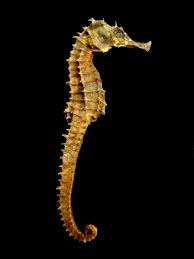 Seahorse Wikipedia