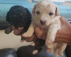 Dog rescue and shelter volunteers can help assess the personality of each. Put On The Dog At Black Dog Tan Chihuahua S Roaring For Rescue Long Beach Post News