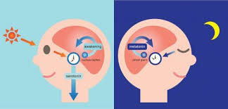 Pin By August Star On Health In 2020 Melatonin Increase Melatonin Sleep Health
