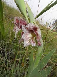 Image result for Gladiolus ecklonii