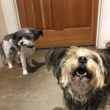 Check spelling or type a new query. Best Dog Grooming Near Me July 2021 Find Nearby Dog Grooming Reviews Yelp