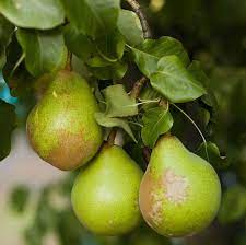 Comice Pear Tree One Green World Pear Trees Pear Fruit Trees