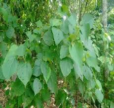 Image result for Alchornea laxiflora