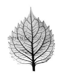 Sfoglia 300 leaf x ray fotografie stock e immagini disponibili, o avvia una nuova ricerca per scoprire altre fotografie stock e immagini. X Ray Of Coleus Leaf By Bert Myers Tattoo Leaves Xray Tattoo Leaves Pictures