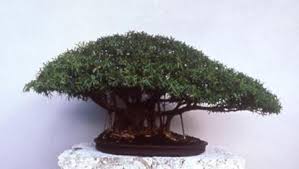 See more ideas about ikebana, bonsai, planting flowers. Bonsai Cloud Full 1 Bonsai Bark