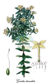 Image result for Thymelaeaceae