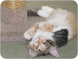 Petco san diego pet stores. San Diego Ca Calico Meet Sydney A Pet For Adoption
