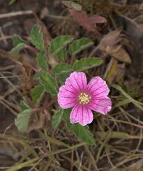 Image result for Monsonia senegalensis