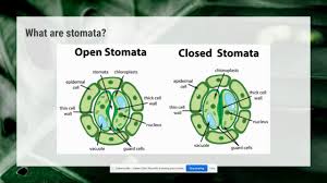 We did not find results for: Homeostasis In Plants Video Youtube