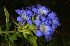 Image result for Napoleonaea septentrionalis