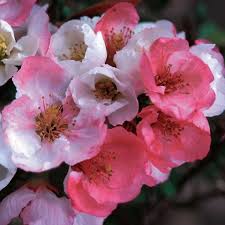 Flowering quince for sale near me. Flowering Quince How To Grow Quince Shrubs Garden Design
