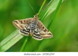Image result for Pyrausta despicata